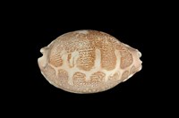 藏品(地圖寶螺)的圖片